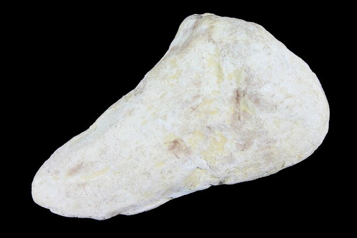 Cretaceous Fish Coprolite (Fossil Poop) - Kansas #93781